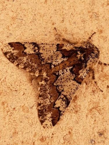 Biston strataria