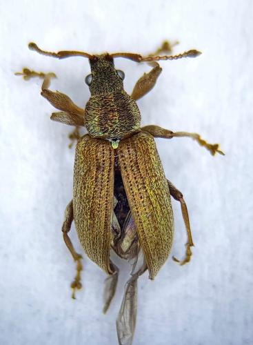 Réf. 248 916 : Phyllobius pyri