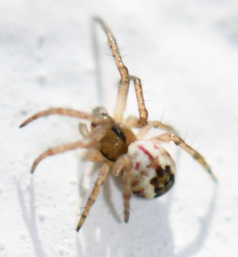 Réf. 248 591 : Mangora acalypha