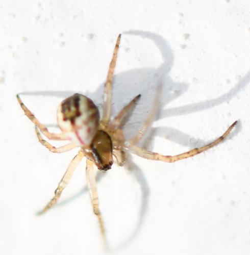 Mangora acalypha