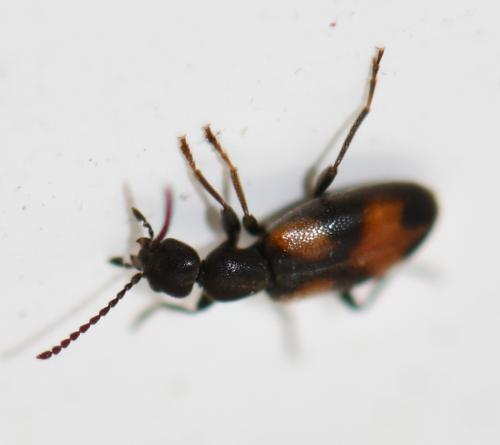 Réf. 248 597 : Anthicus antherinus