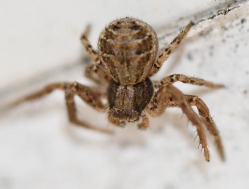 Xysticus sp.