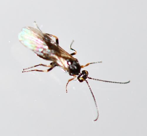Braconinae