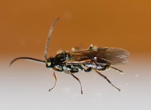 Braconinae
