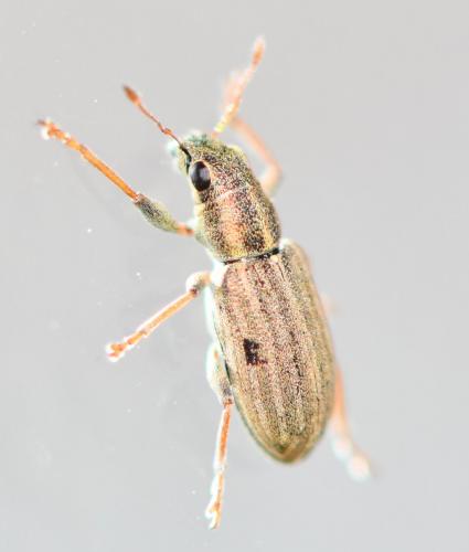 Sitona lineatus