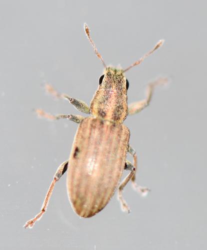 Sitona lineatus