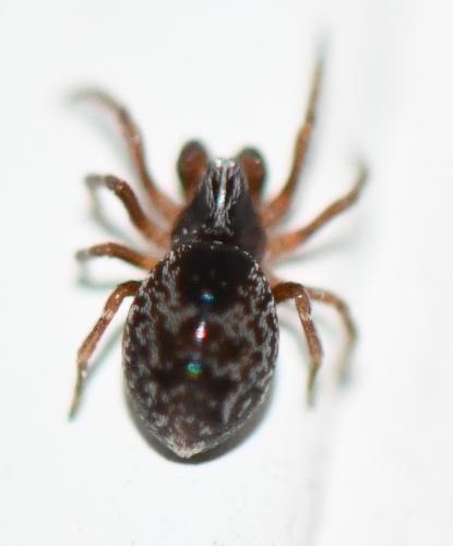 Dictyna uncinata