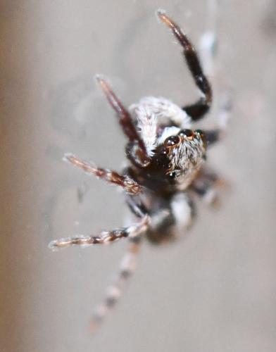 Pseudeuophrys lanigera