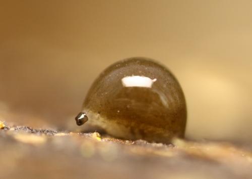 Phronia sp.