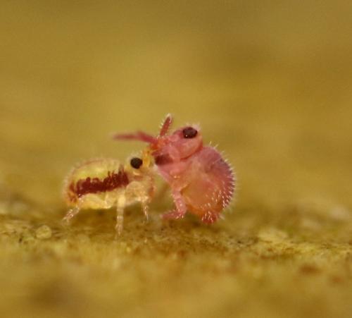 Sminthurides malmgreni