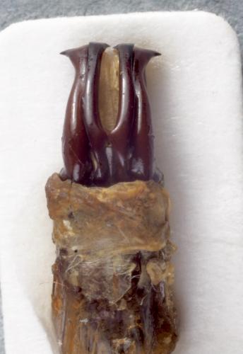 Réf. 248 739 : Pachnoda marginata peregrina