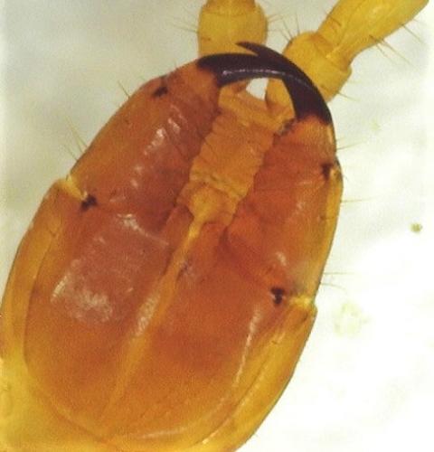 Réf. 248 246 : Geophilus flavus