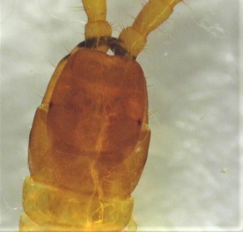 Geophilus flavus