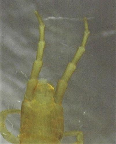Geophilus flavus