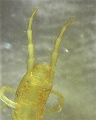 Réf. 248 249 : Geophilus flavus