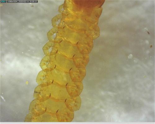 Geophilus flavus