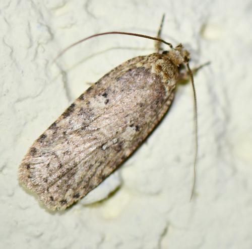 Réf. 248 154 : Agonopterix sp.