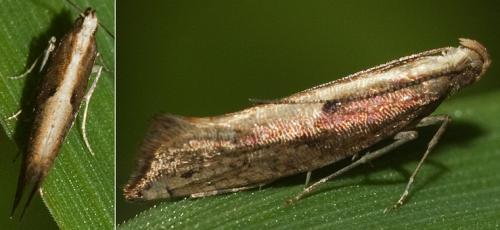 Acrolepiopsis vesperella