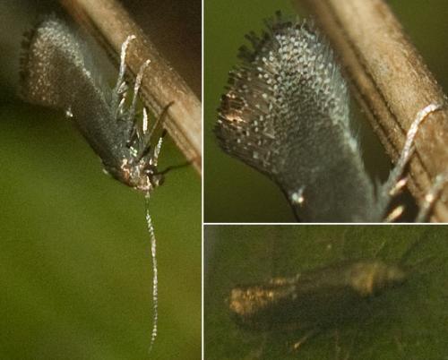 Klimeschia transversella