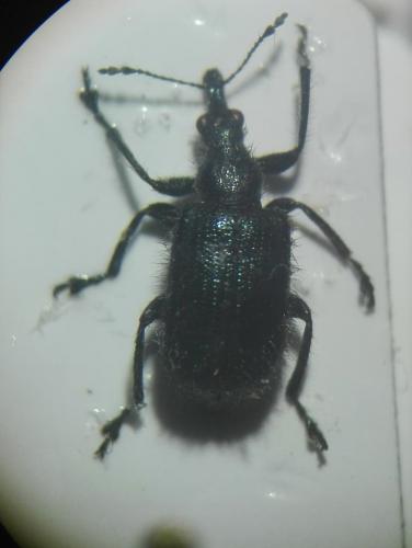 Lasiorhynchites sp.