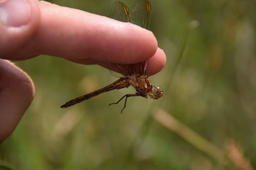Orthetrum coerulescens