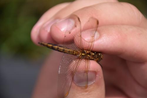 Orthetrum coerulescens