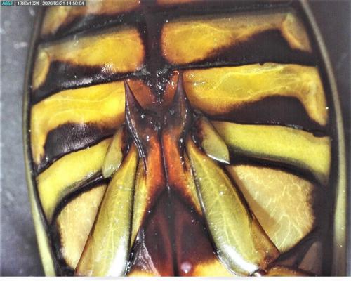 Dytiscus circumflexus