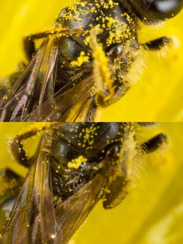 Lasioglossum sp.