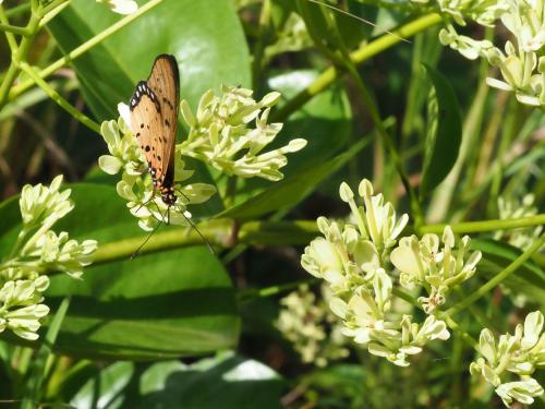 Acraea caecilia