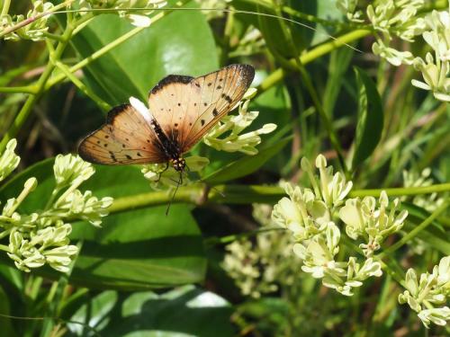 Acraea caecilia