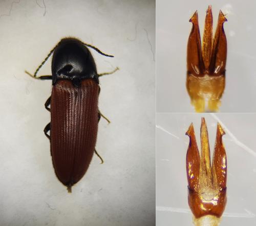 Réf. 248 828 : Ampedus quercicola
