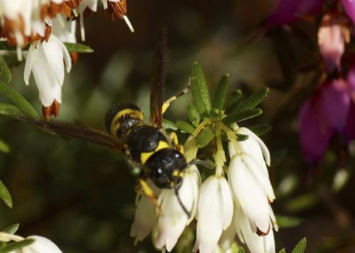 Ancistrocerus sp.