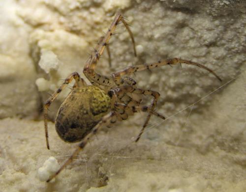 Réf. 248 647 : Metellina merianae