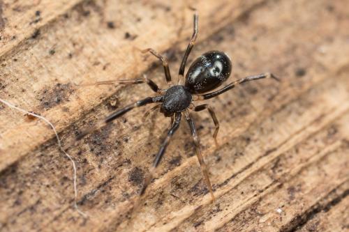 Liophrurillus flavitarsis