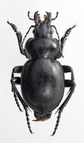 Calosoma breviusculus