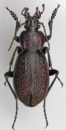 Réf. 248 939 : Carabus varians