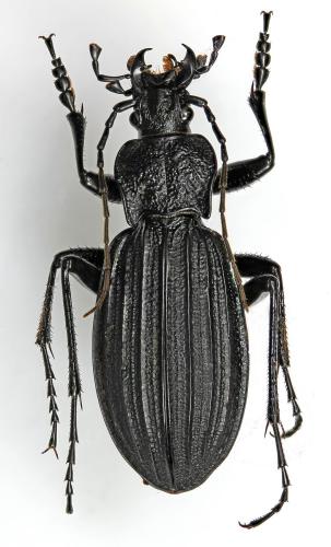 Carabus septemcarinatus