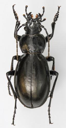 Réf. 248 971 : Carabus calleyi pseudoprasinus