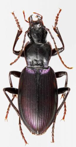 Laemostenus mannerheimi mannerheimi