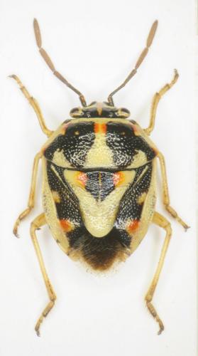 Bagrada abeillei