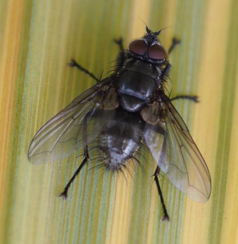 Réf. 248 199 : Macquartia sp.