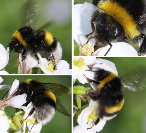 Bombus terrestris