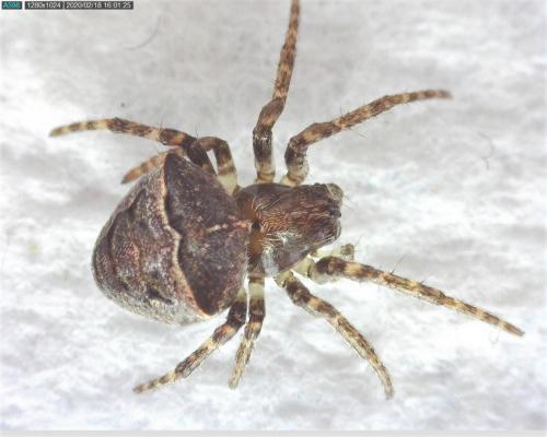 Gibbaranea bituberculata