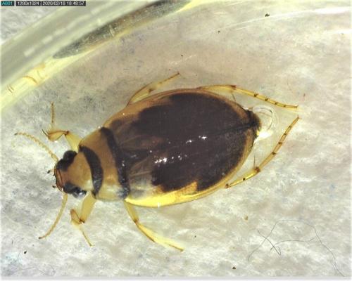 Hygrobia hermanni