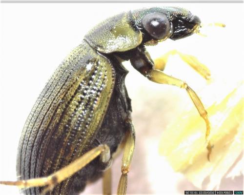 Berosus affinis