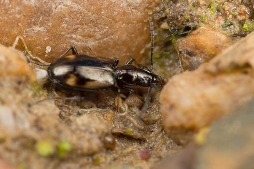 Réf. 248 373 : Bembidion callosum
