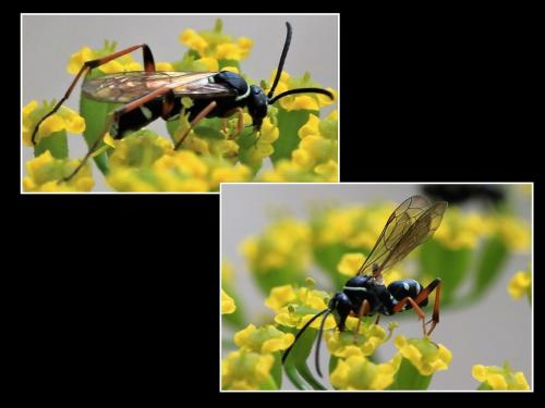 Réf. 248 032 : Ceropales maculata