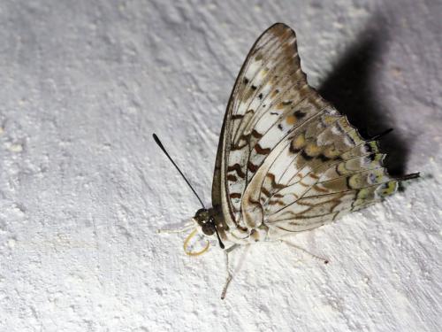 Charaxes achaemenes