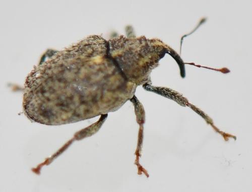 Réf. 248 482 : Ceutorhynchus pallidactylus