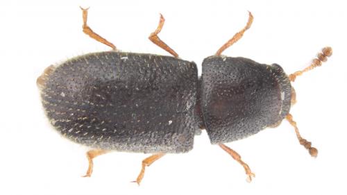 Réf. 248 902 : Sulcacis nitidus